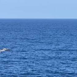 This booby came so close to the veranda that I couldn't resist taping its flight — Aboard Insignia.