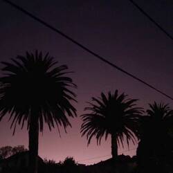 Palmen mit Sonnenuntergang >>>