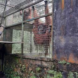 Putzen bei den spuckenden Orang-Utans