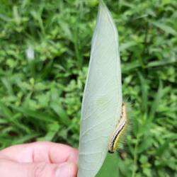 Eine Berührung mit dieser Raupe reicht für einen Monat Schmerzen und Juckreiz