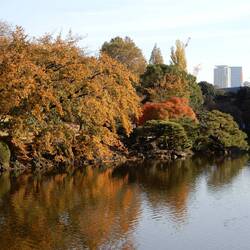Fall foliage at Shinjuku Gyoen.