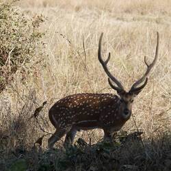 Mape.spotted deer