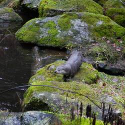 Otter