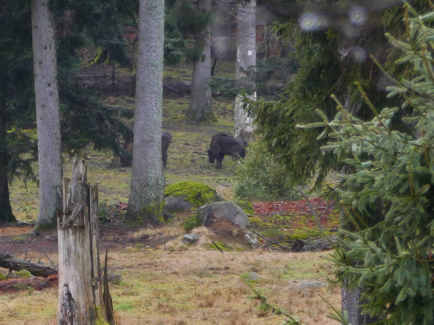 Wisent