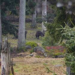 Wisent