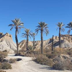 Die Oase von Lawrence von Arabien