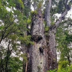 Father of the forest - the biggest tree in NZ