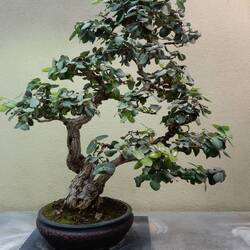 The ʻōhiʻa bonsai