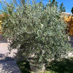 Prächtiger Olivenbaum auf dem Firmengelände