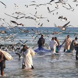 Carrying sacks of sardines from the net in the water to the pick-ups