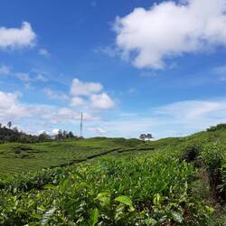 Teeplantagen von Rancabali