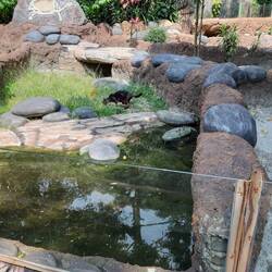 Die Katze klaut den Schildkröten das Mittagessen