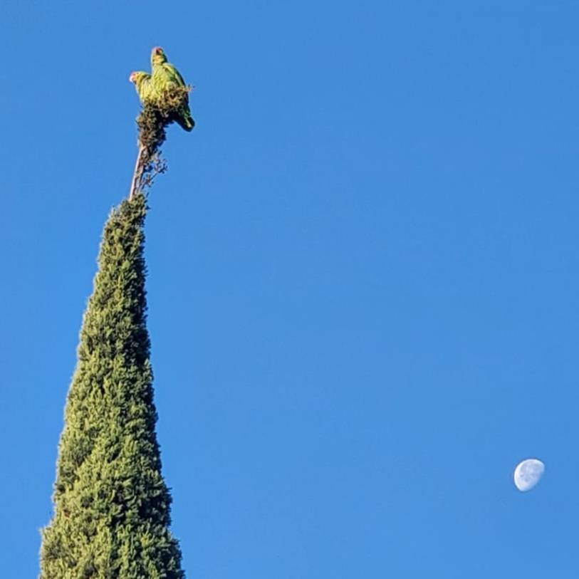 Parrots in our front yard. So pretty, but very loud!