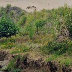 Und alles in einem Wasser Grün und Dünen