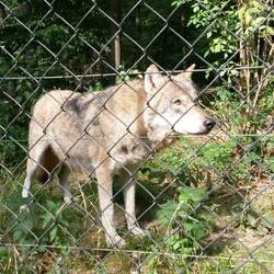 Wolf im Wildpark Weilburg