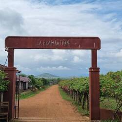 La Plantation, peperplantage