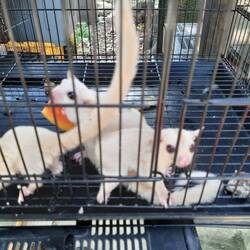 Für 15€ kann man hier einen Gleitbeutler erwerben