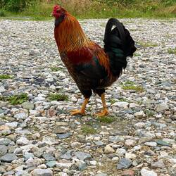 Unser Wecker