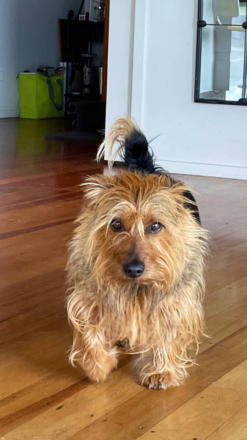 Wachhund Artie beschützt uns