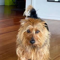 Wachhund Artie beschützt uns