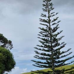 NZL Christbaum 🤔