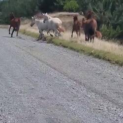Wild horses - to huge to collect 🧐