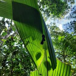 Fledermäuse im selbstgebauten Zelt