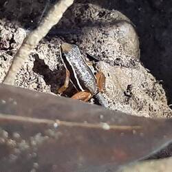 Lovely poison dart frog