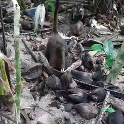 Nasenbären bei der Nahrungsbeschaffung