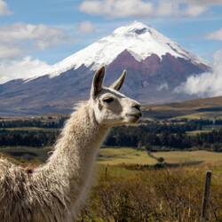 Im Cotopaxi-Nationalpark