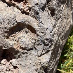 Fossiler Fund im Nationalpark Aconcagua