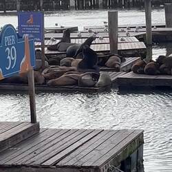 Sea lions