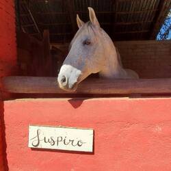 This horse's sire was in a Shania Twain video years ago!