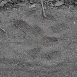 As close as we'd get to a tiger today