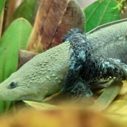 Ambystoma dumerilii (Lago de Pátzcuaro)