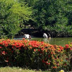 Die armen Pferde, die den ganzen Tag schuften müssen um dicke Menschen durch die Stadt zu kutschiern