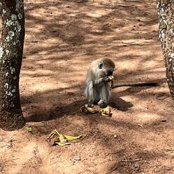 Da ist der Verbrecher!