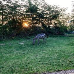 Zebras direkt vor unserem Zelt