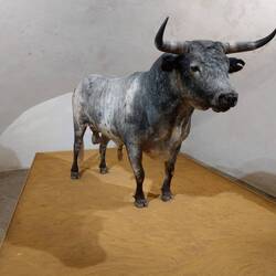 unschwer zu erkennen, ein armes Tier, das in der Arena zu Tode gequält und dann ausgestopft wurdee