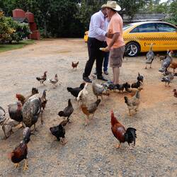 Shortly after this photo was taken, mayhem ensued when the farmer scattered corn kernels.