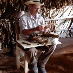 Tobacco farm visit - demonstration on cigar rolling.