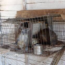 Some unidentified farm critters.