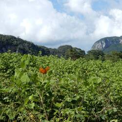 Our explorations around Vinales.
