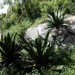 Parque Cubano National Park.