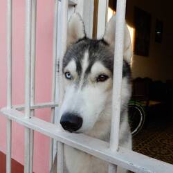 Resident pooch at our guesthouse.