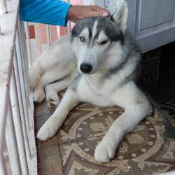 Resident pooch at our guesthouse.
