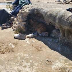 Here's a cute perro napping in a tiny cave