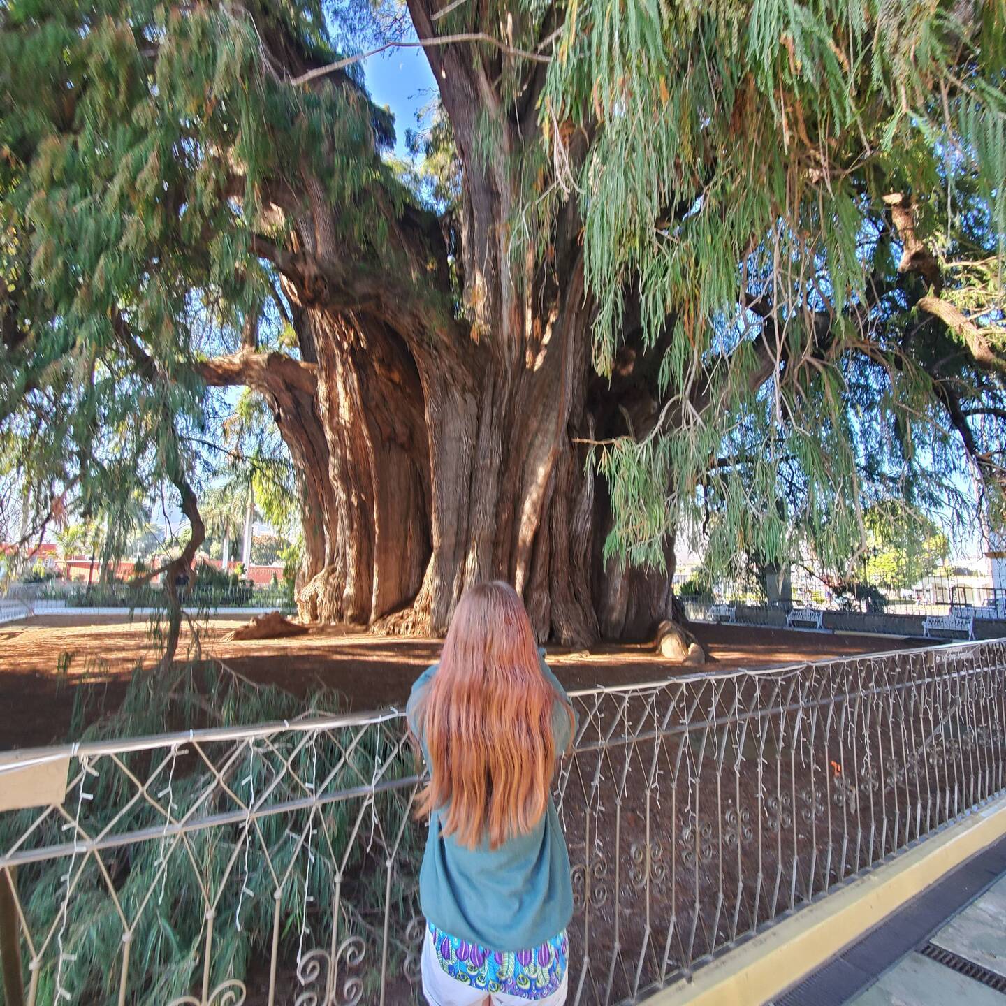 The 2,000 yr old tree of Tule is the widest in the world!