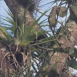 Montezuma Oropendola