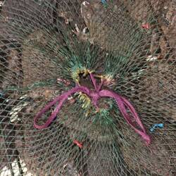 lebende Frösche im Netz